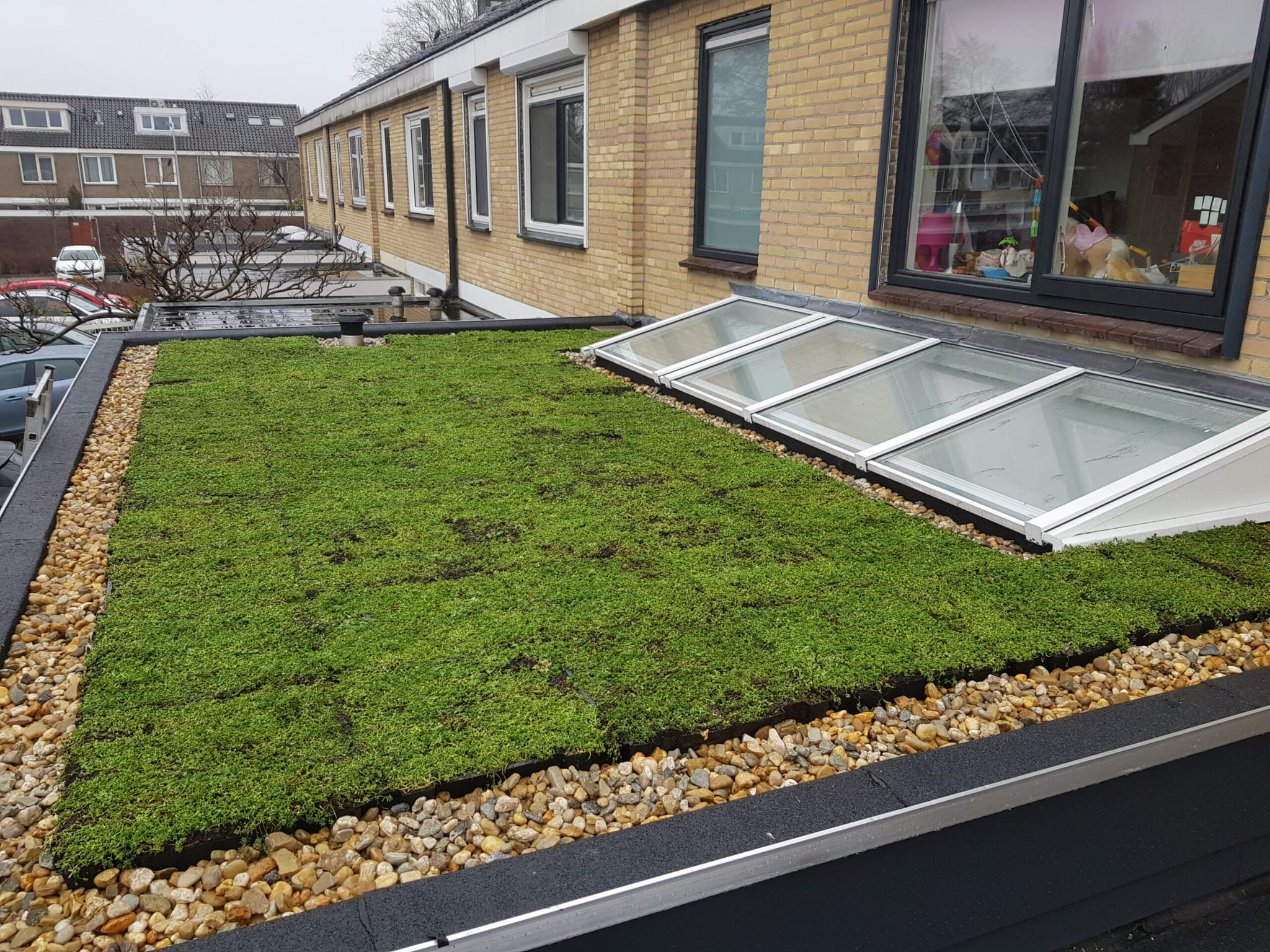 sedum dak groen dak het gooi